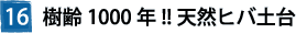 ⑯樹齢1000年!!天然ヒバ土台
